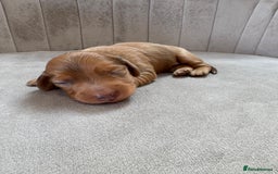 Miniature Dachshund dogs for sale: Gorgeous Long &short haired mini dachshund puppies - Image 17