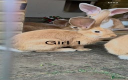 Continental Giant rabbits for sale: READY NOW - 3 Continental Giant Does  - Image 2
