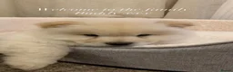 Chow Chow dogs for stud: 🦁 STUD DOG AVAILABLE — Proven Cream Chow Chow - Advert 8