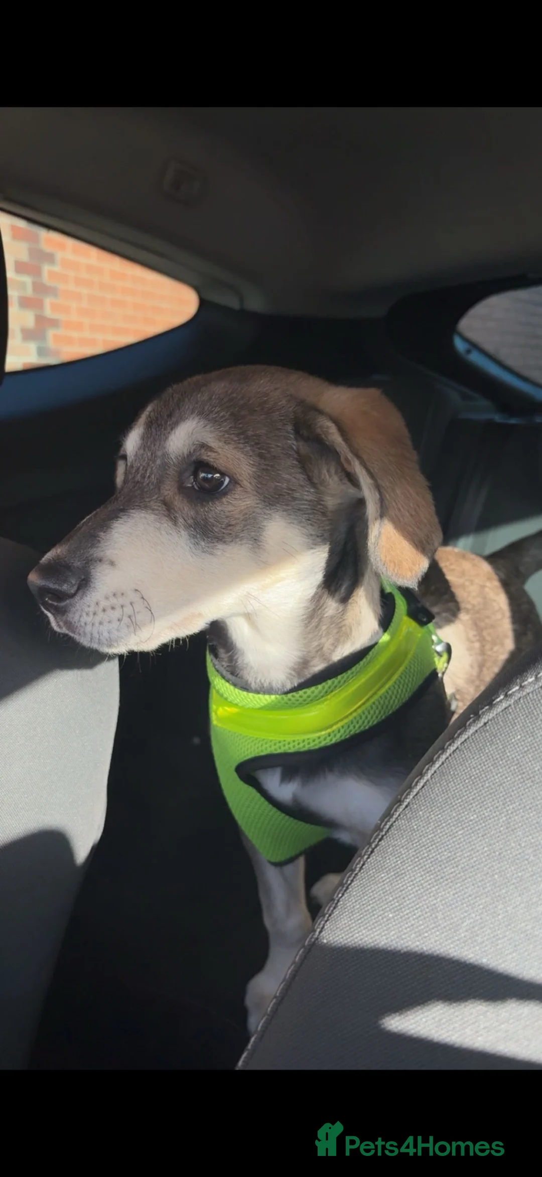 Mixed Breed dogs for sale: Husky cross Labrador  **  in Abergele - Advert 2