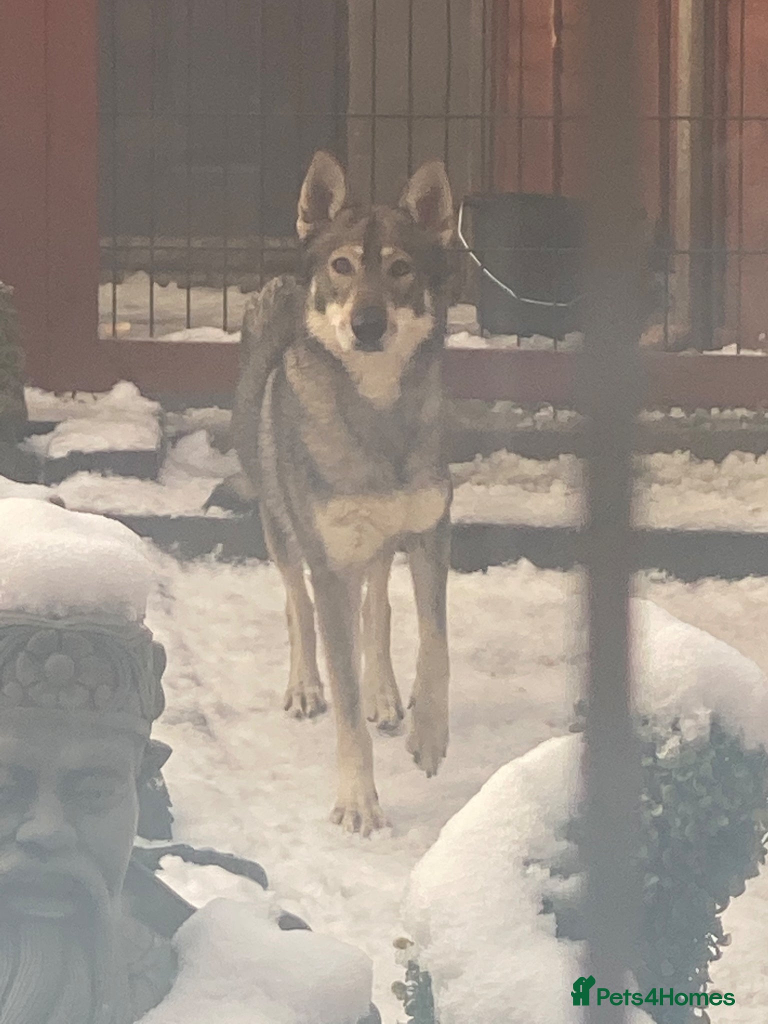 Saarloos Wolfdog dogs Female saarloo wolf dog looking for a home.❤️ - Advert 1