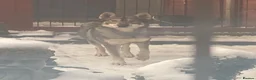 Saarloos Wolfdog dogs for sale: Female saarloo wolf dog looking for a home.❤️ - Advert 1
