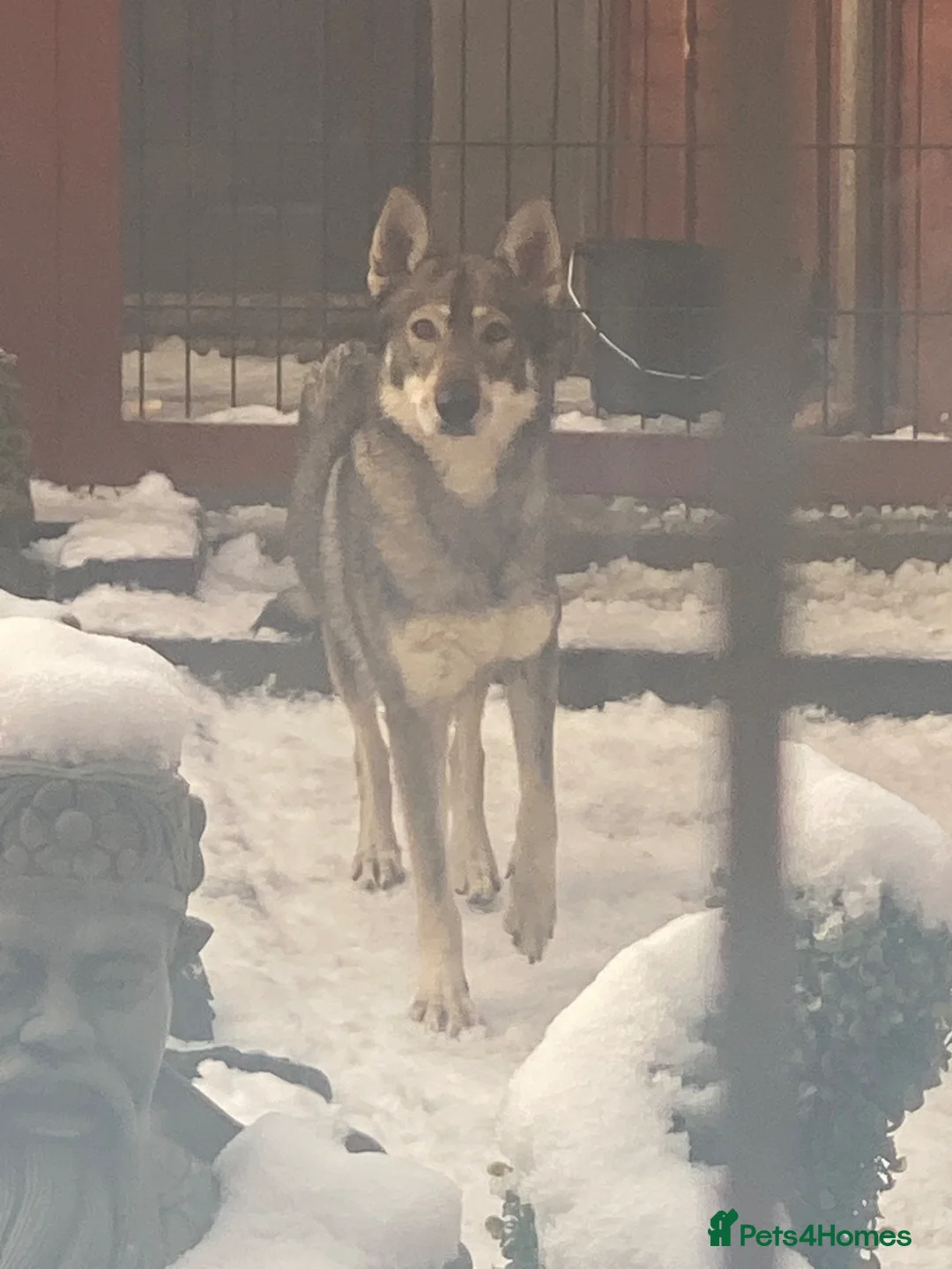 Saarloos Wolfdog dogs for sale: Female saarloo wolf dog looking for a home.❤️ - Advert 1