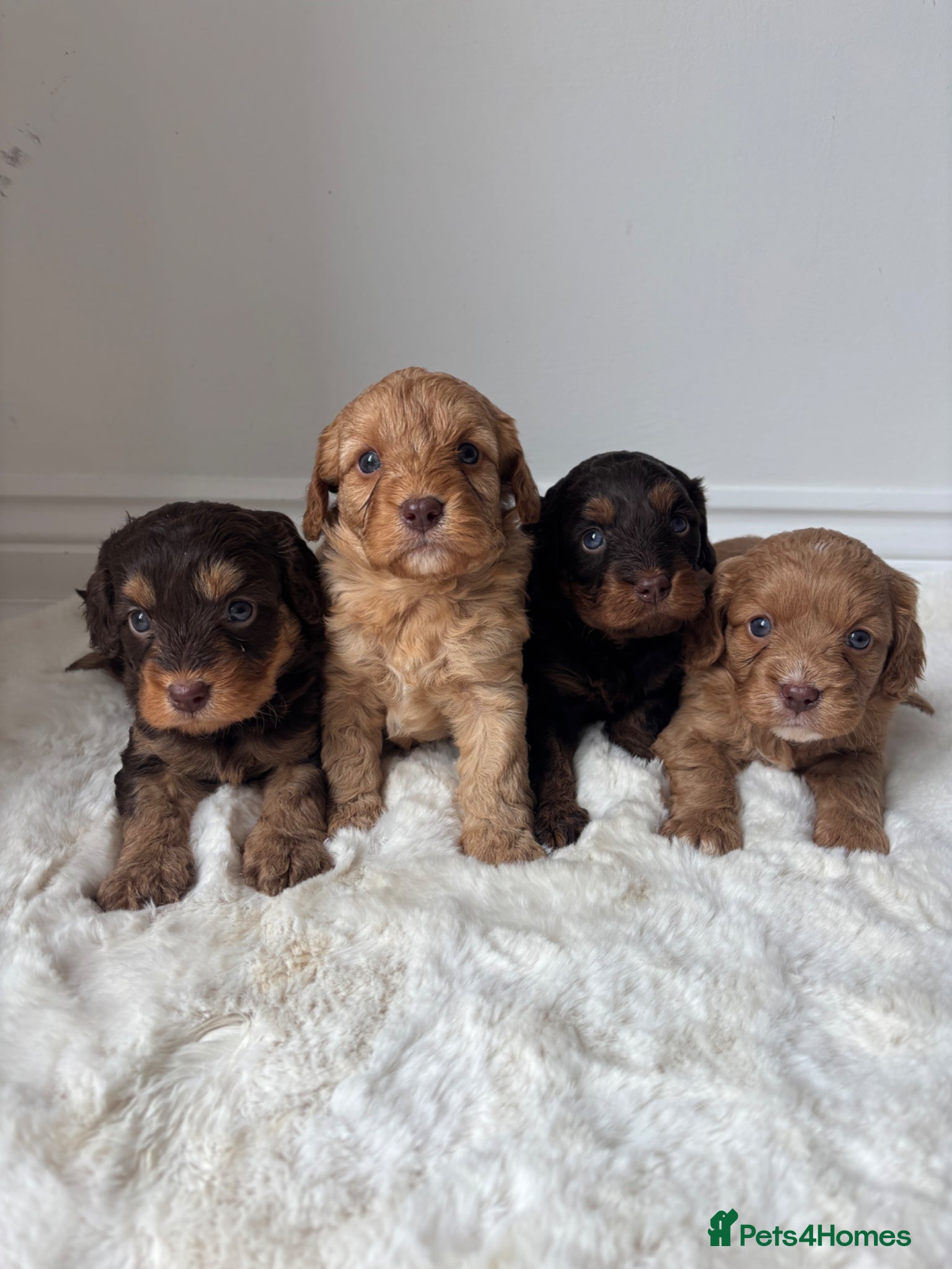 Cavapoo dogs Extremely health tested Cavapoo puppies  - Advert 6
