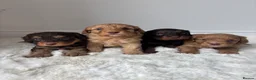 Cavapoo dogs for sale: Extremely health tested Cavapoo puppies  - Advert 1
