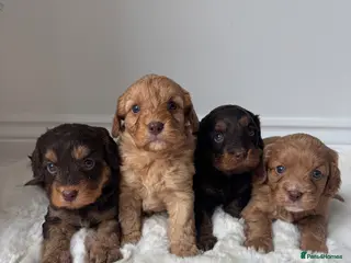 Cavapoo dogs Extremely health tested Cavapoo puppies - Advert 6