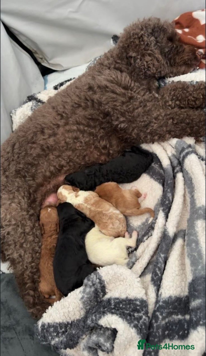 Cockapoo dogs •cockapoo puppies• gorgeous litter  in Luton - Advert 3