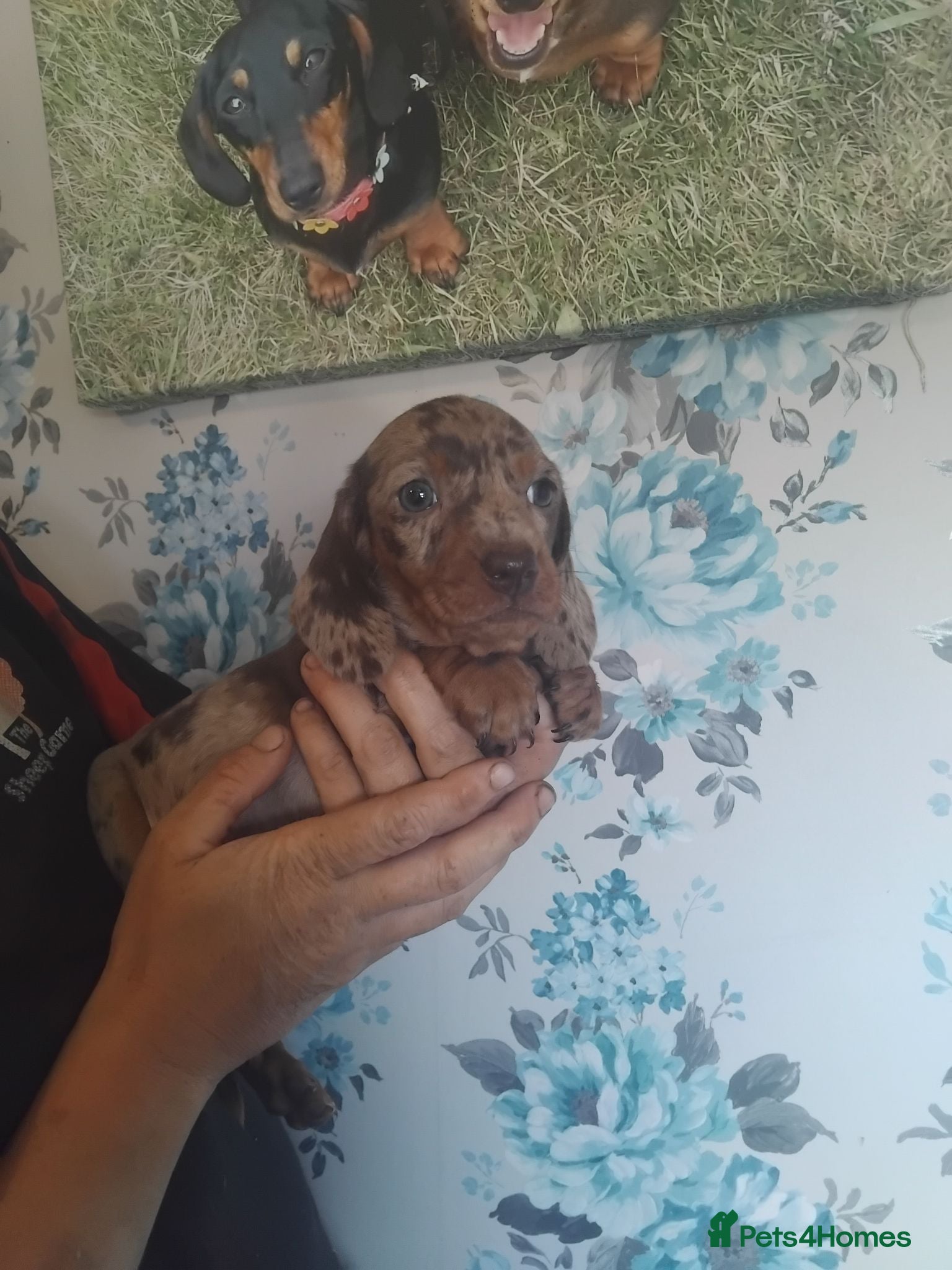 Miniature Dachshund dogs Miniature dashchund puppies  - Advert 1