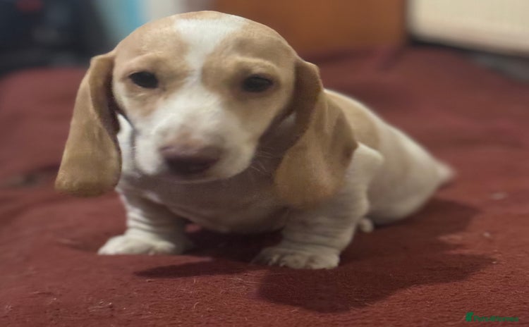 Dachshund dogs - Advert 10