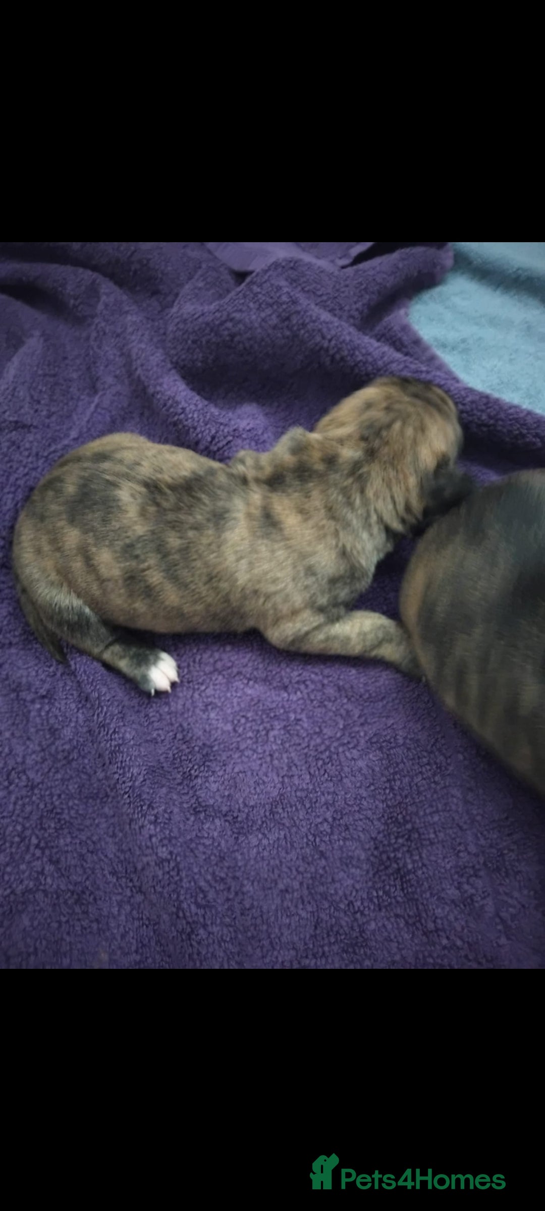 Mixed Breed dogs for sale: Bridle Staffie Cross Rotterman puppies - Image 3
