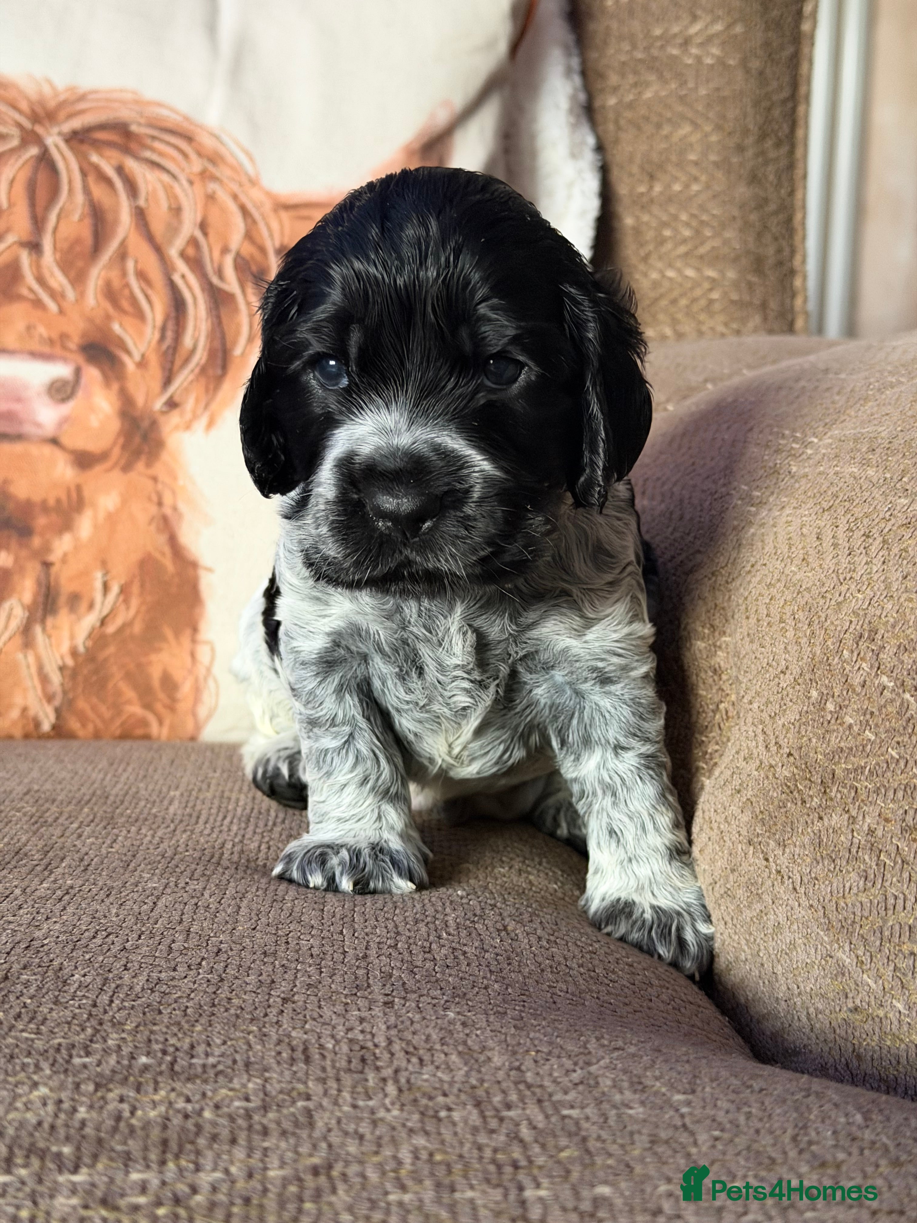 Cocker Spaniel dogs KC Registered Show Cocker puppies  - Advert 16