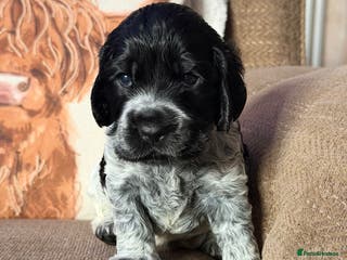 Cocker Spaniel dogs KC Registered Show Cocker puppies - Advert 14