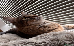 Maine Coon cats for sale: Loving Brown Tabby Maine Coon Girl 🧡 - Image 5