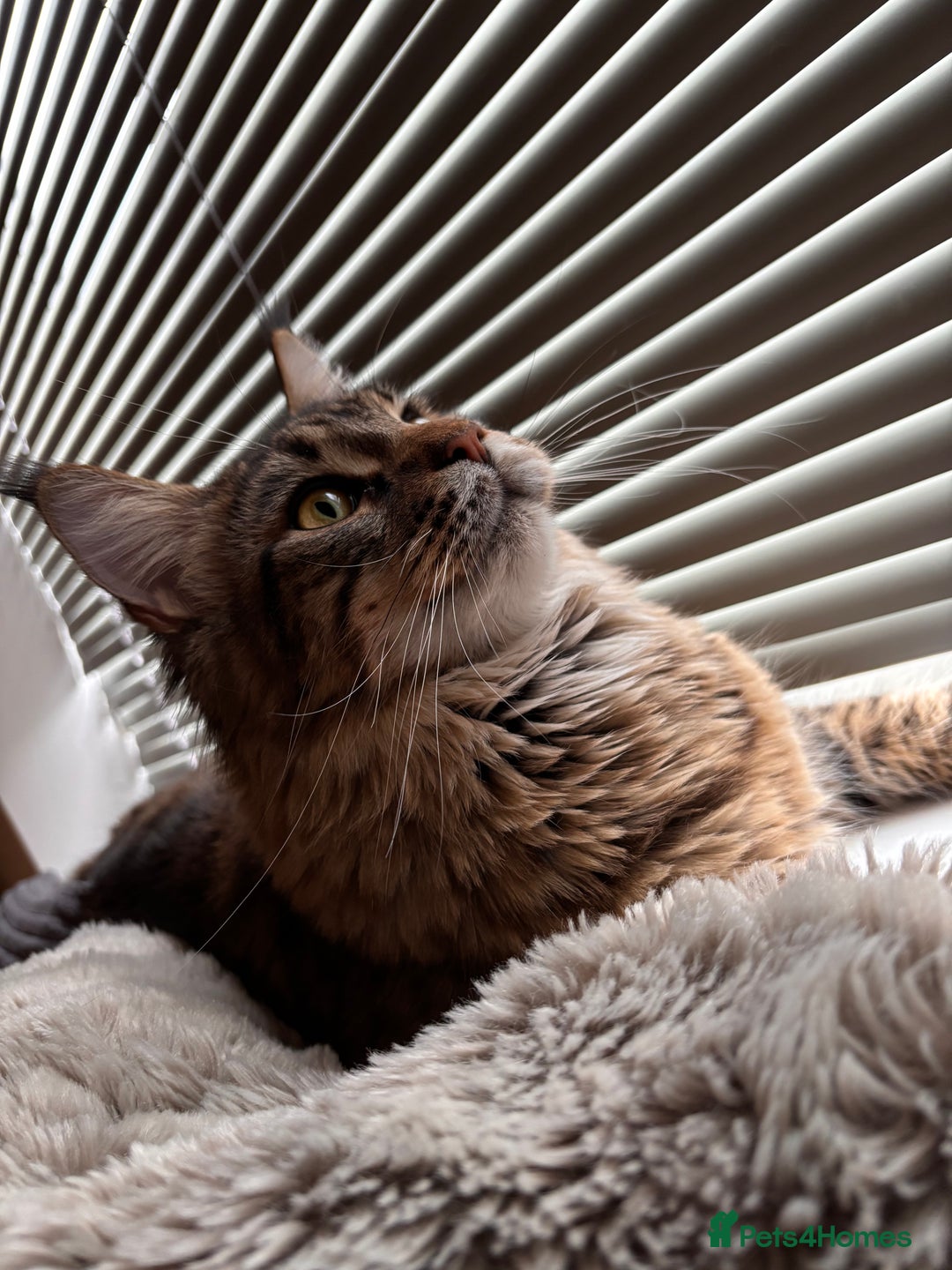 Maine Coon cats for sale: Loving Brown Tabby Maine Coon Girl 🧡 - Image 5