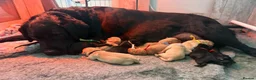 Labrador Retriever dogs for sale: Top quality chunky KC reg Labradors girls - Advert 6