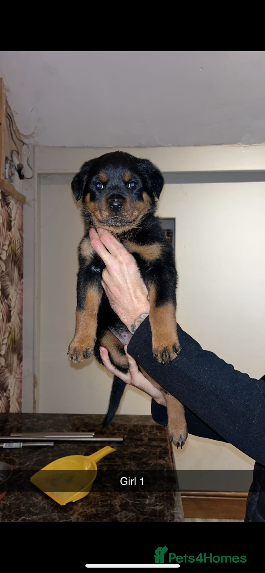 Rottweiler dogs for sale: champion bloodline full German pedigree pups  - Image 5