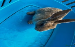 Rex rabbits for sale: Bunnies for sale  - Image 6