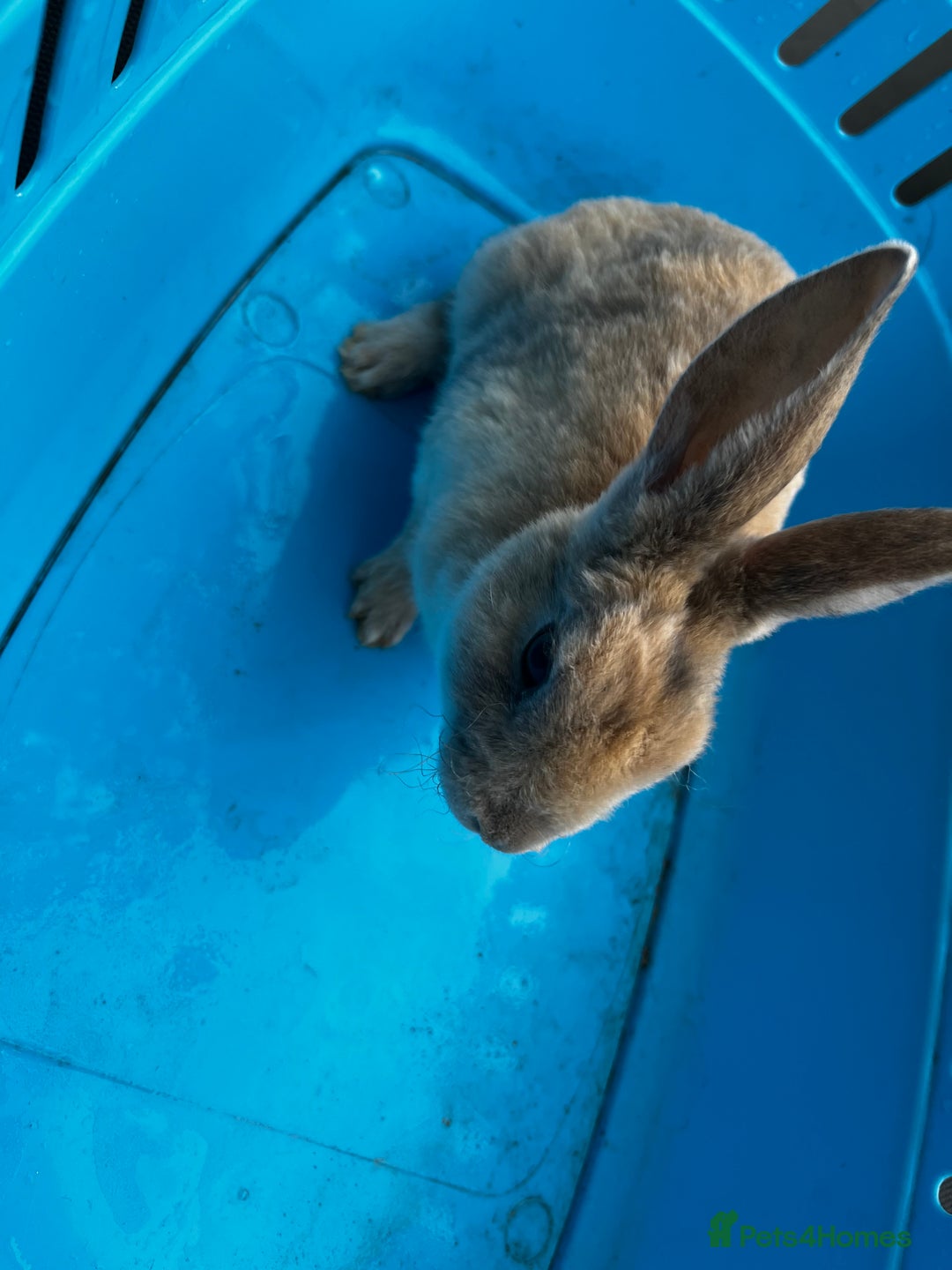 Rex rabbits for sale: Bunnies for sale  - Image 6