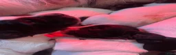 Sprocker dogs for sale: Beautiful F2 Sprocker Puppies  - Advert 28
