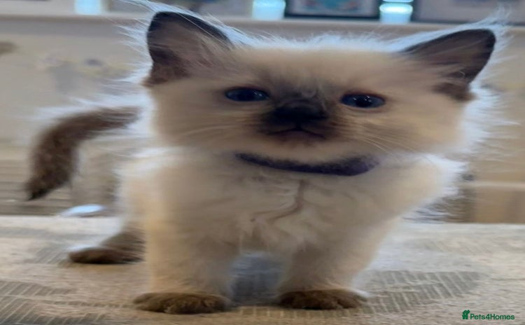 Ragdoll cats - Advert 2