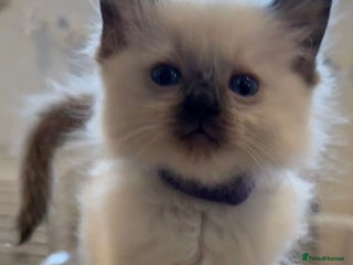 Ragdoll cats - Advert 1