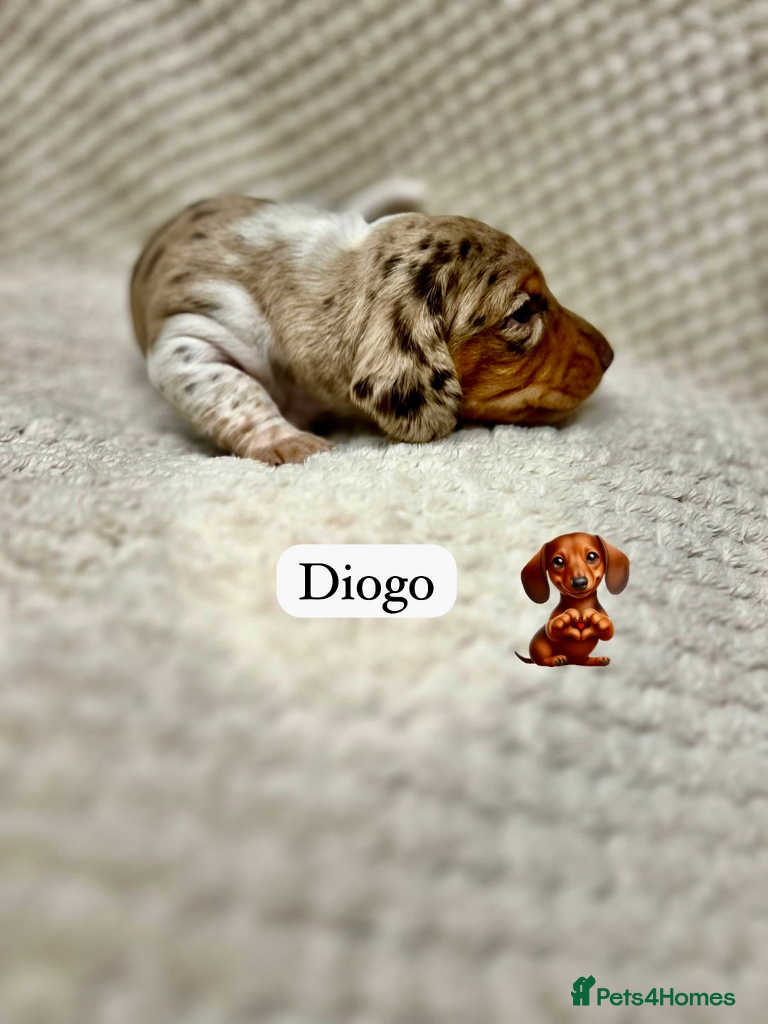 Miniature Dachshund dogs for sale: EXCEPTIONAL QUALITY MINIATURE DACHSHUND PUPPIES.  - Advert 13
