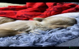 Cavapoo dogs for stud: Extensively Health Tested Deep Red Tiny Toy Poodle in Mansfield - Image 29