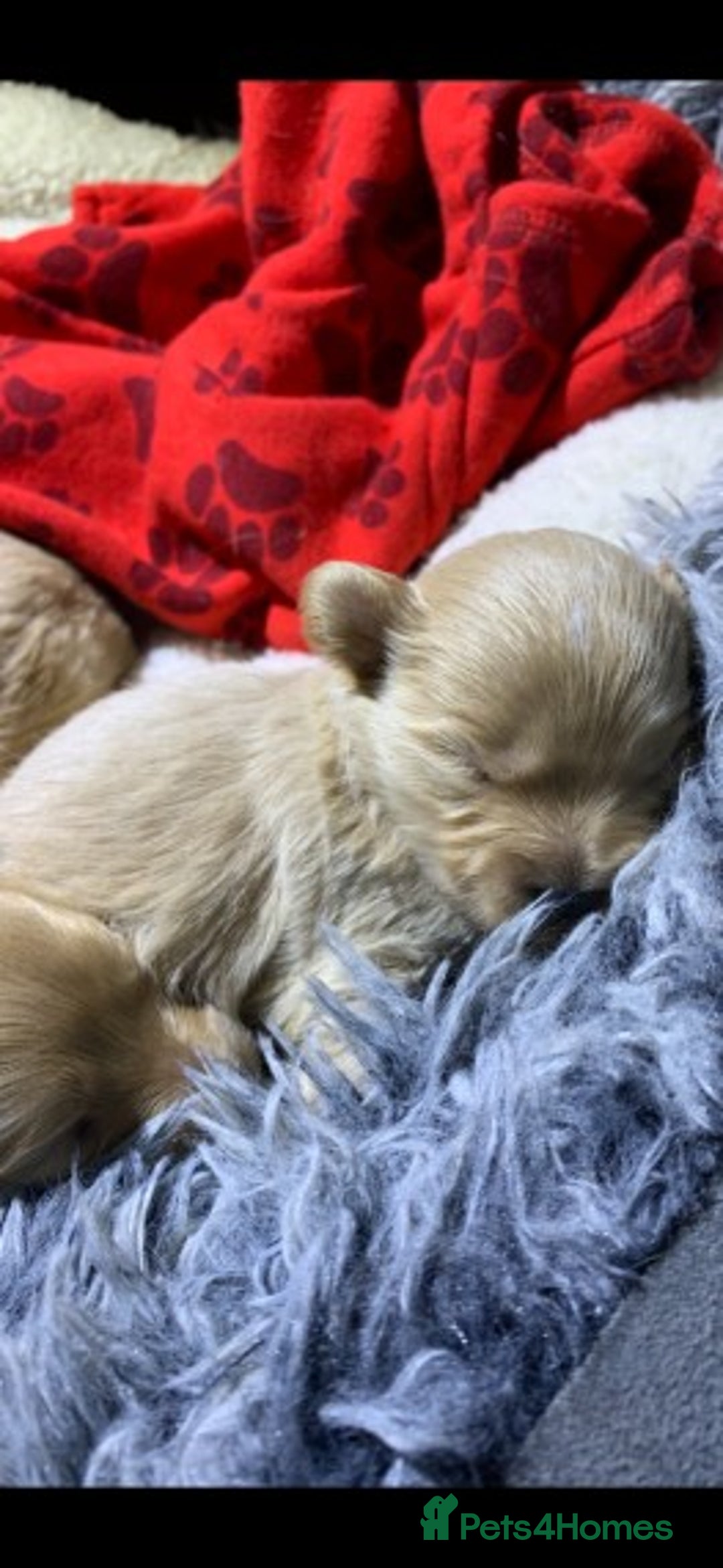 Cavapoo dogs for stud: Extensively Health Tested Deep Red Tiny Toy Poodle in Mansfield - Image 29