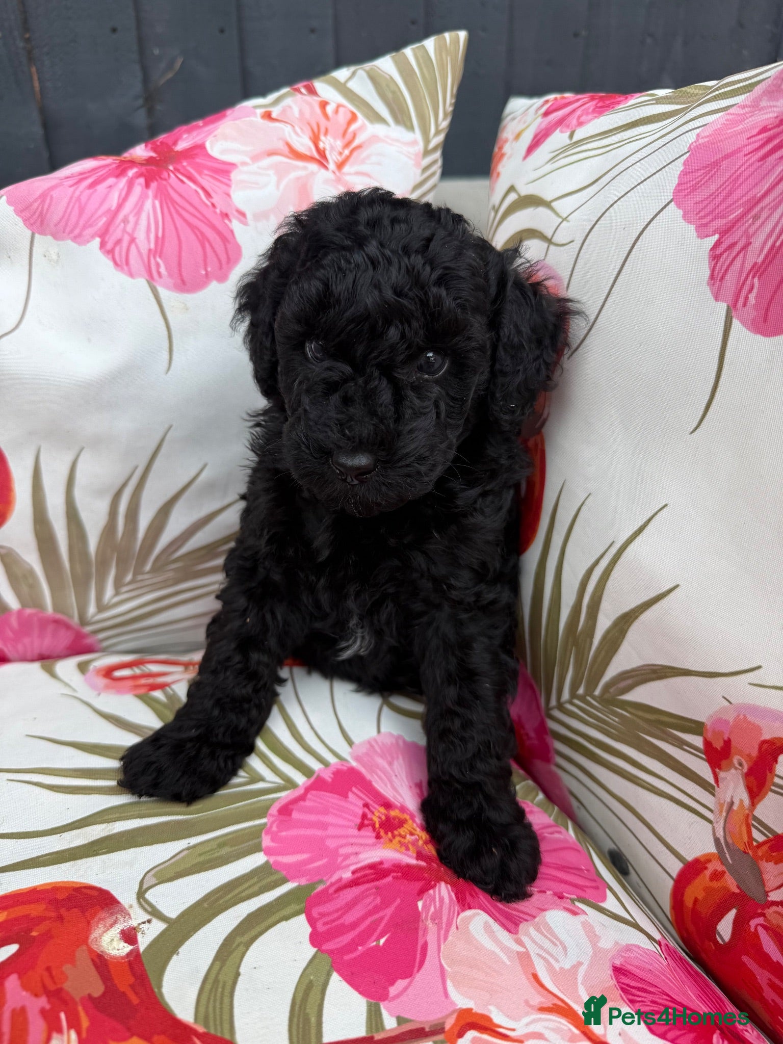 Toy Poodle dogs Toy Poodle Puppies  - Advert 1