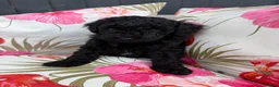 Toy Poodle dogs for sale: Toy Poodle Puppies  - Advert 1