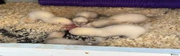 Ferret rodents for sale: Mirco ferrets  - Advert 5