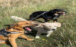 Mixed Breed dogs for adoption: Sweet Bubu Looking For Love  - Image 18