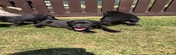 Springador dogs for sale: Springador Puppies🐶 in Corwen - Advert 5