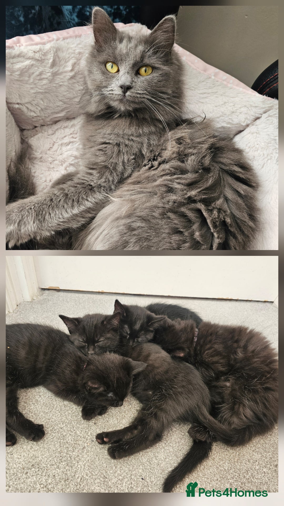 Ragdoll cats for sale: Ragdoll x Norwegian Forest Kittens - Advert 3