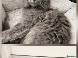 Ragdoll cats Ragdoll x Norwegian Forest Kittens - Advert 1