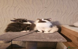 Mixed Breed cats for sale: 4 adorable kittens — 2 boys girls and 2 girls. - Image 14
