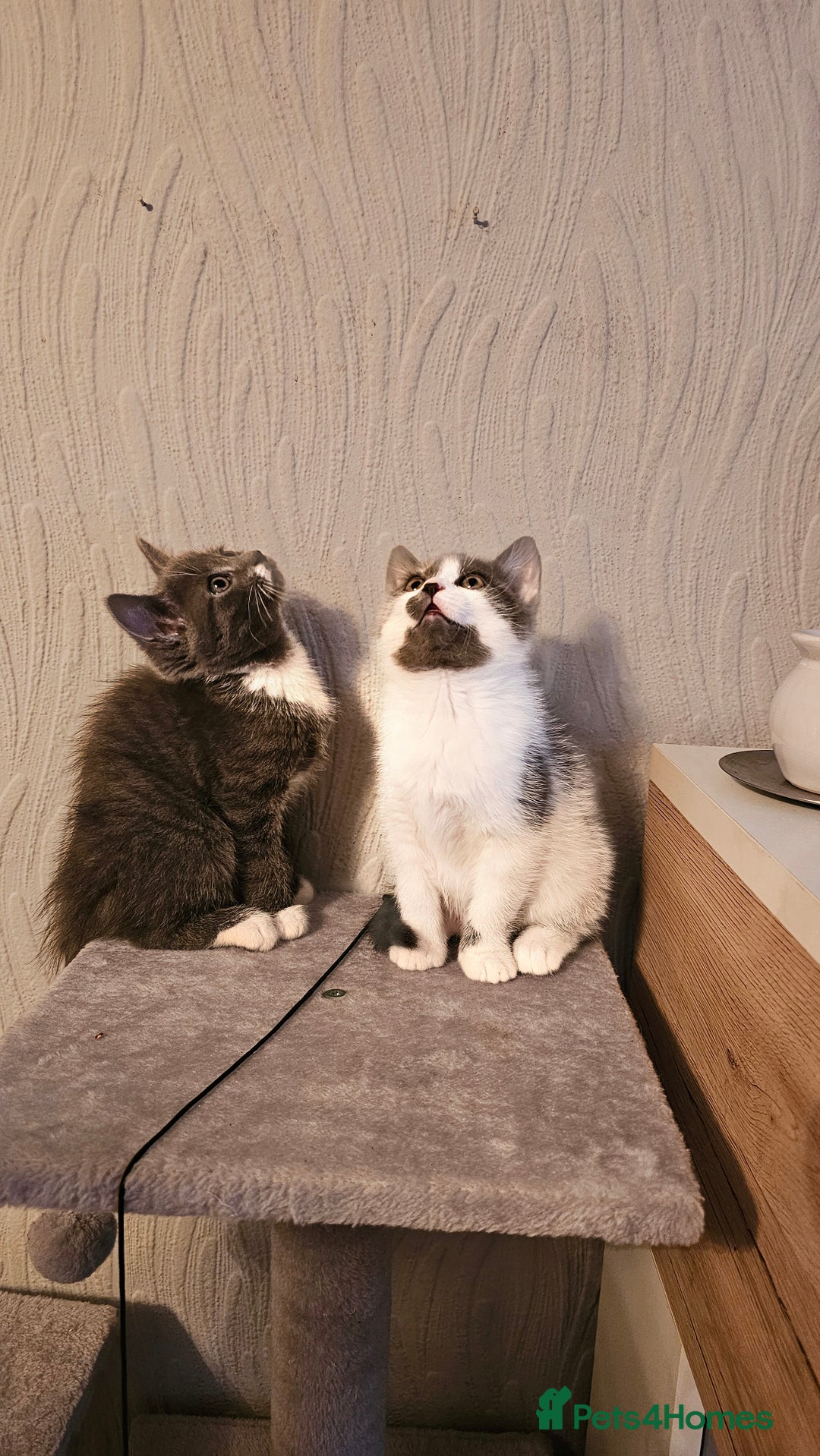 Mixed Breed cats for sale: 4 adorable kittens — 2 boys girls and 2 girls. - Image 14