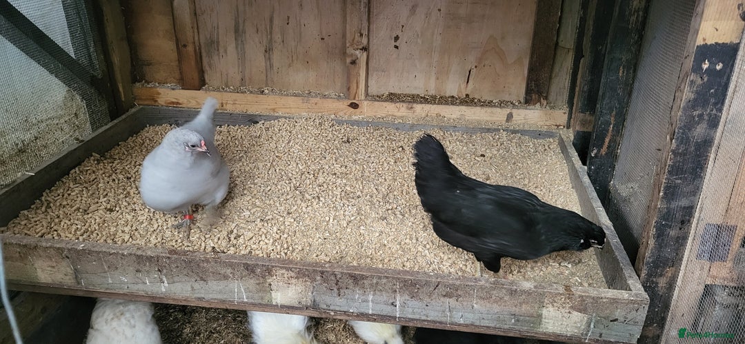 Chickens poultry for sale: Silkie, dutch bantam and blue egg layers - Advert 4
