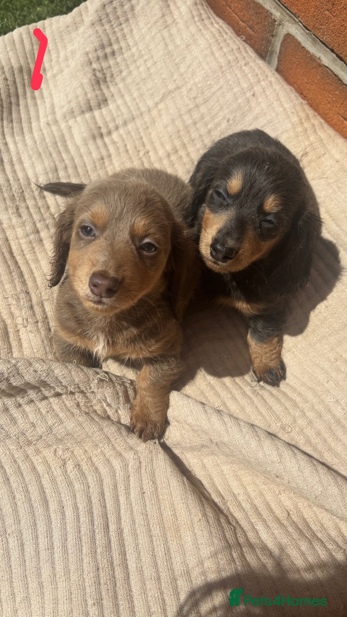 Miniature Dachshund dogs Long hair mini dachshund  - Advert 1