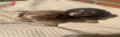 Miniature Dachshund Puppy 3
