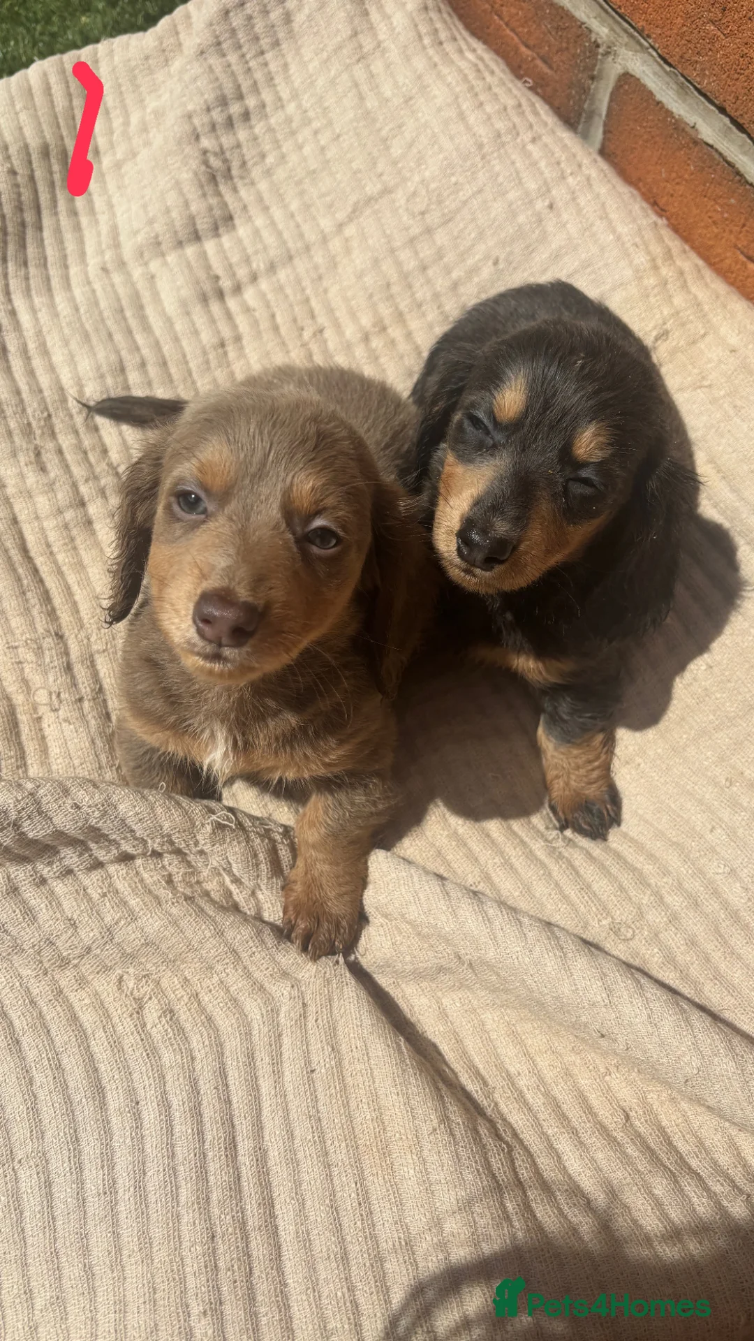 Miniature Dachshund dogs for sale: Long hair mini dachshund  in Pulborough - Advert 1