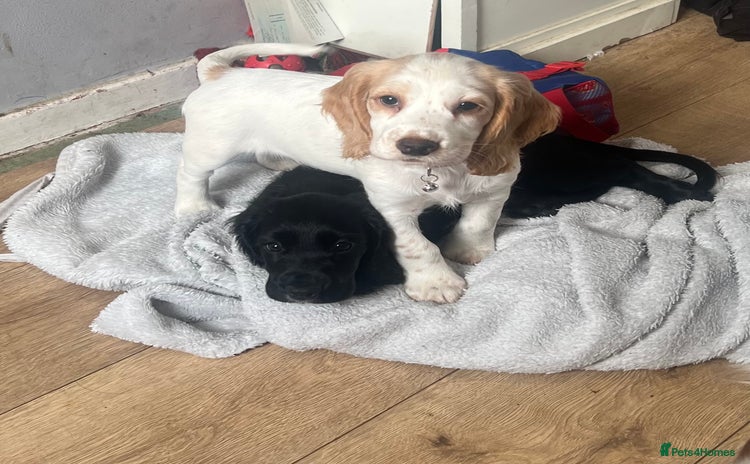 Cocker Spaniel dogs - Advert 6