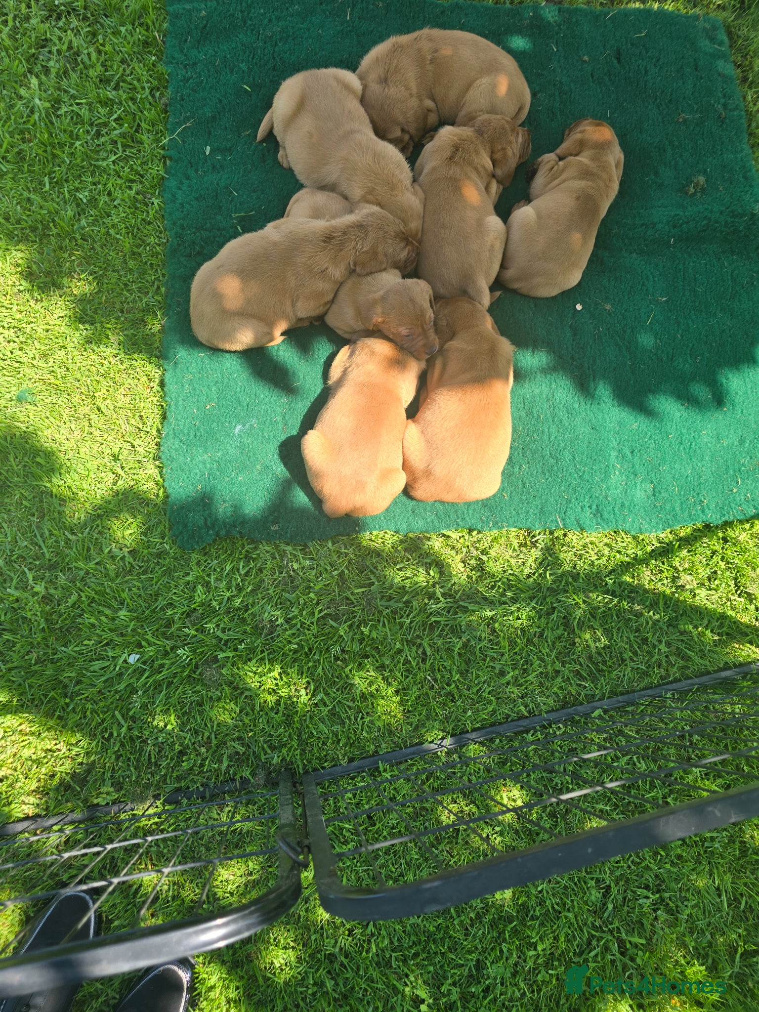 Labrador Retriever dogs Beautiful Fox Red Labrador Puppies For Sale - Advert 1