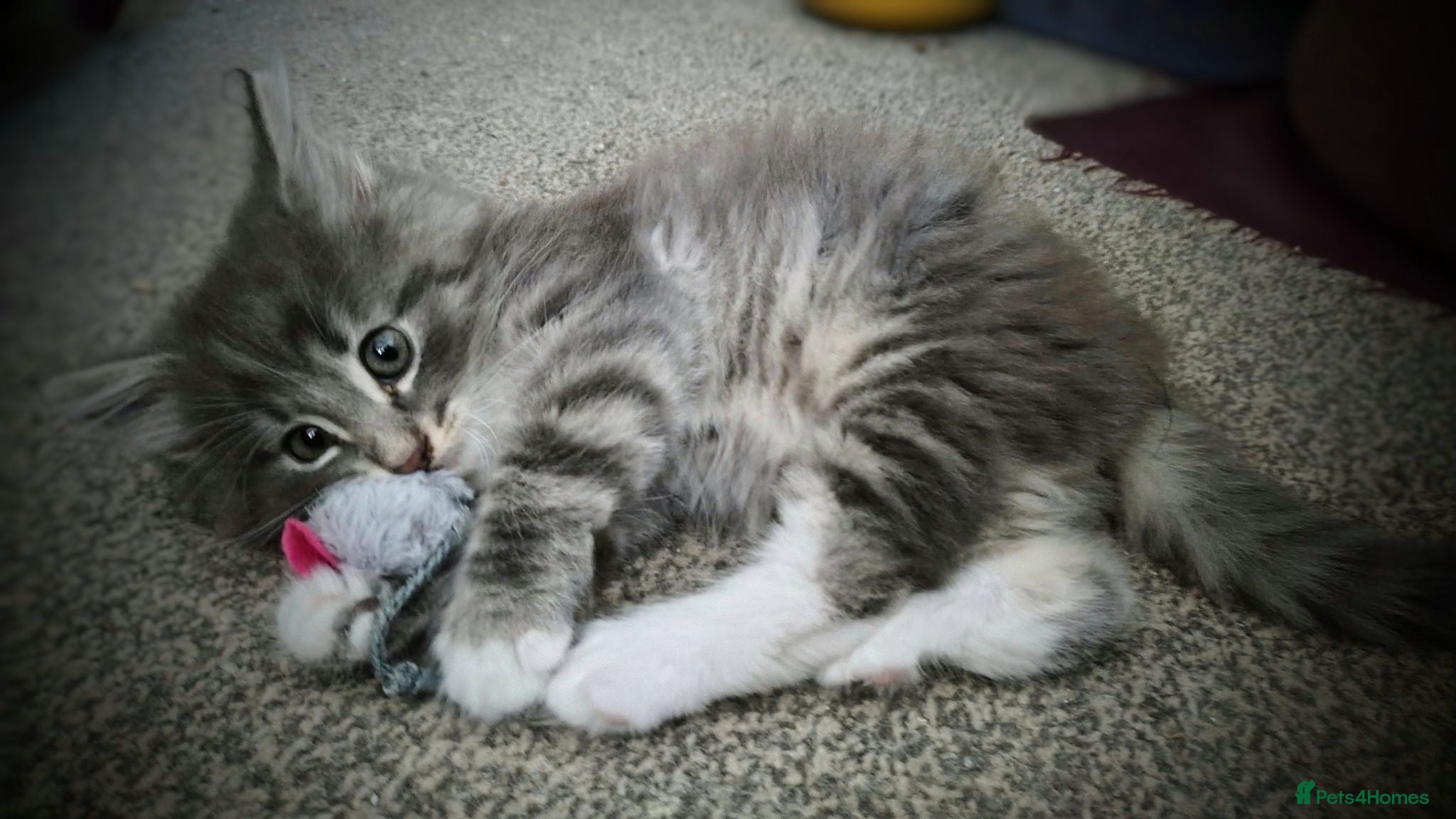 Norwegian Forest Cat cats Beautiful pedigree Norwegian Forest kittens  - Advert 20