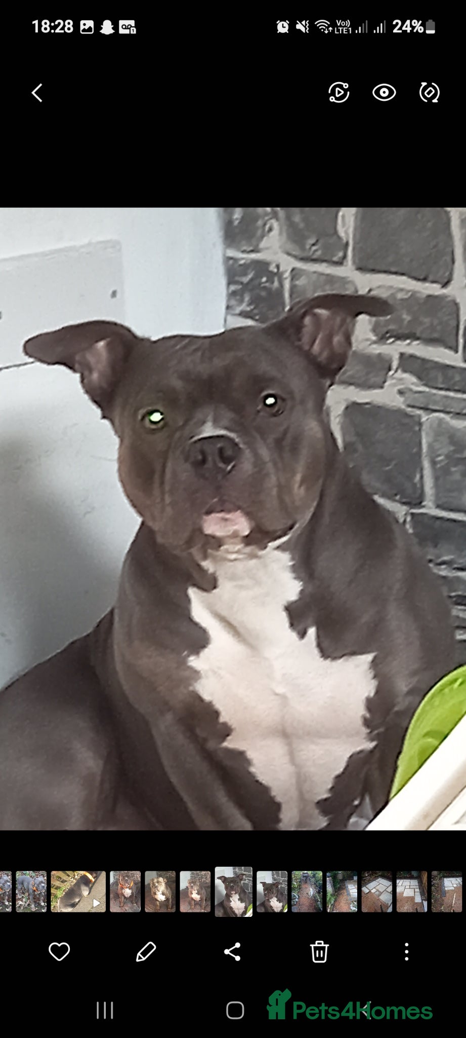 American Bully dogs for sale: Abkc reg platinum/champion pocket bullies - Advert 17