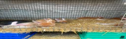 Lionhead rabbits for sale: 8 adorable Lion head baby rabbits - Advert 4
