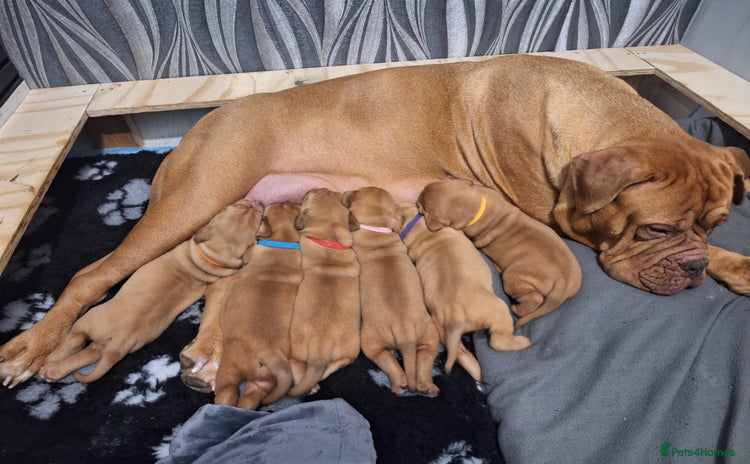 Dogue De Bordeaux dogs - Advert 3