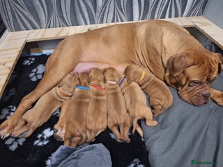 Dogue De Bordeaux dogs - Advert 5
