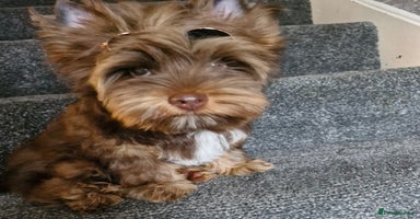 Yorkshire Terrier dogs - Advert 1