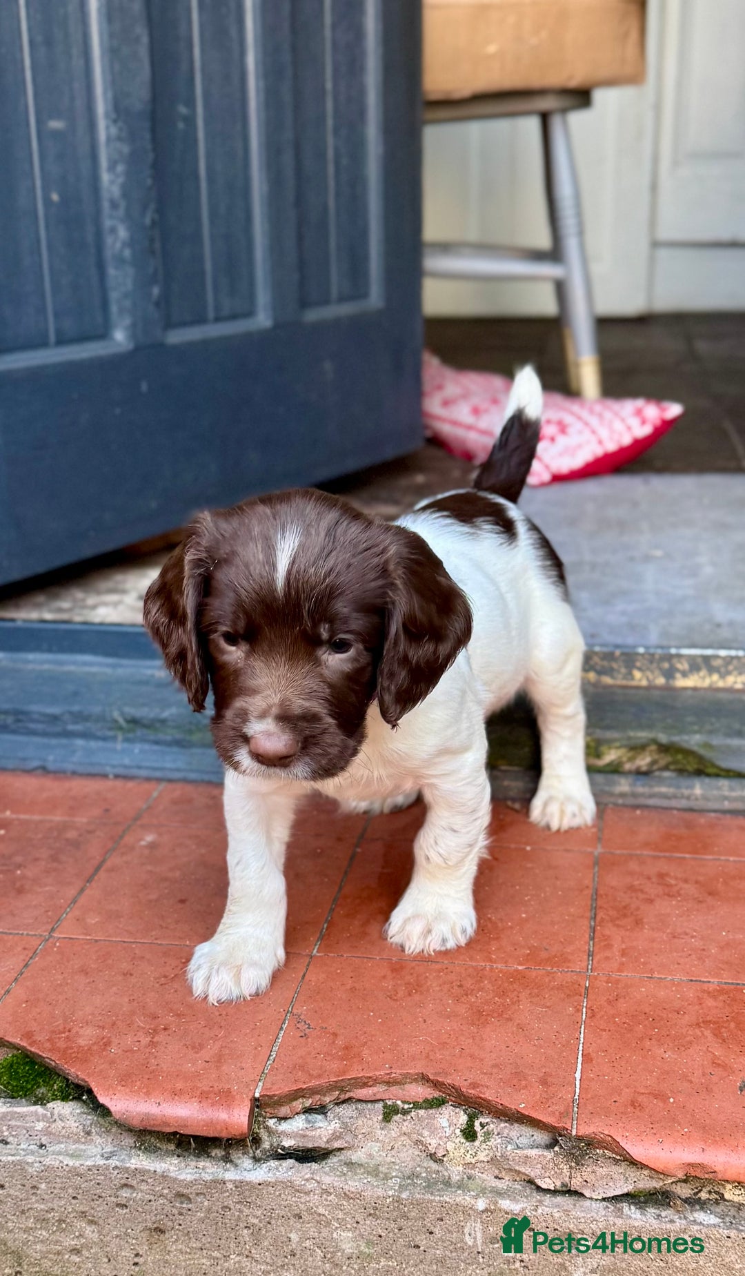 English Springer Spaniel dogs for sale: Beautifully marked, kc registered, legally docked. - Advert 23